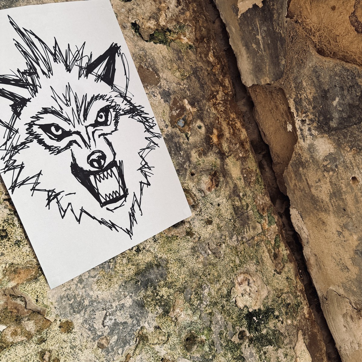 Wolf Like Me single artwork - hand-drawn snarling wolf sketch on paper against a decayed wall